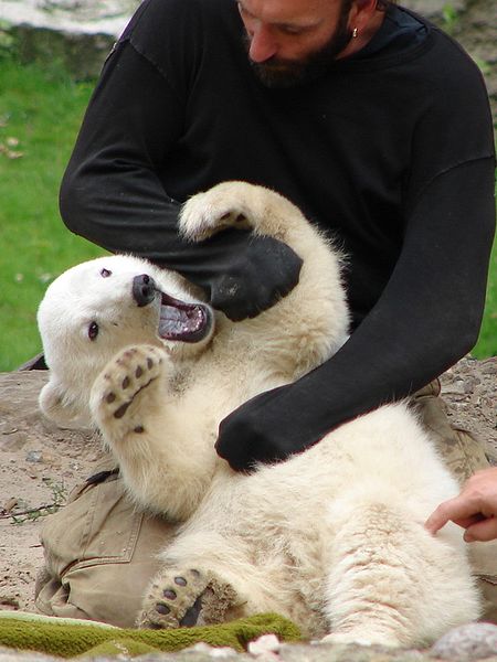 Смерть знаменитого белого медвежонка Кнута обвалит котировки Берлинского зоопарка