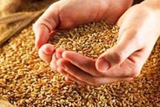 Запрет на экспорт зерна будет снят 1 июля