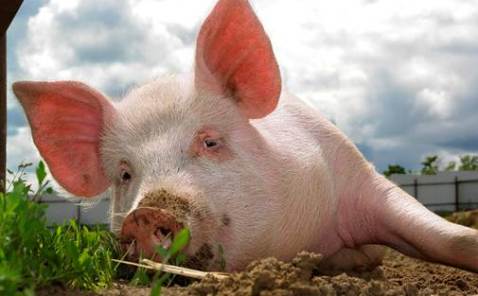 Вступление в ВТО грозит снижением цен на свинину