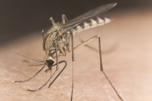 Электронные отпугиватели комаров