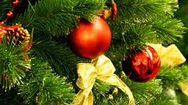 Живая новогодняя елка, радость для всех